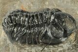 Detailed Reedops Trilobite - Atchana, Morocco #204124-1